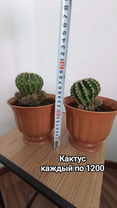 Комнатные растения разные
