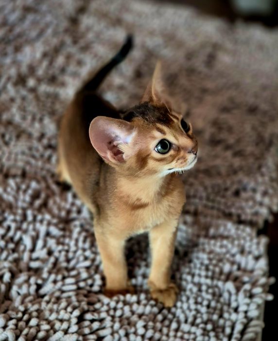 Абиссинские котята
