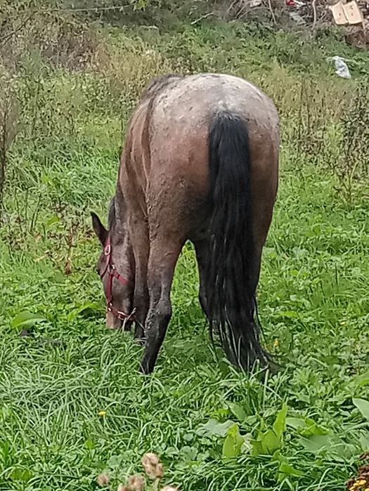 Vând iapa de 2 ani jumate iapa trage foarte bine merge foarte bine
