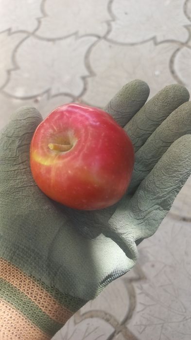 Яблоки местные домашние