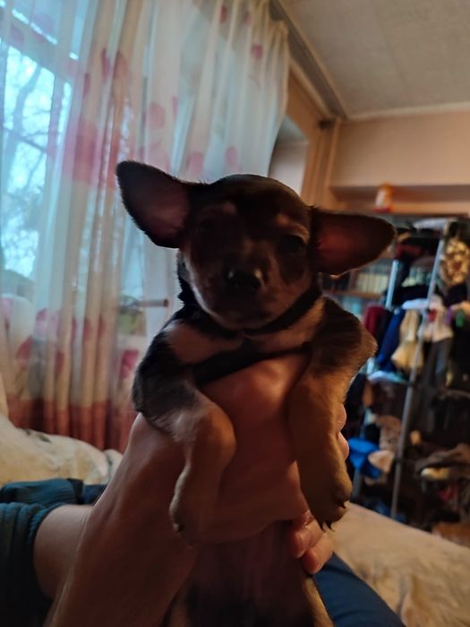 Отдам в хорошие руки щеночка той терьера