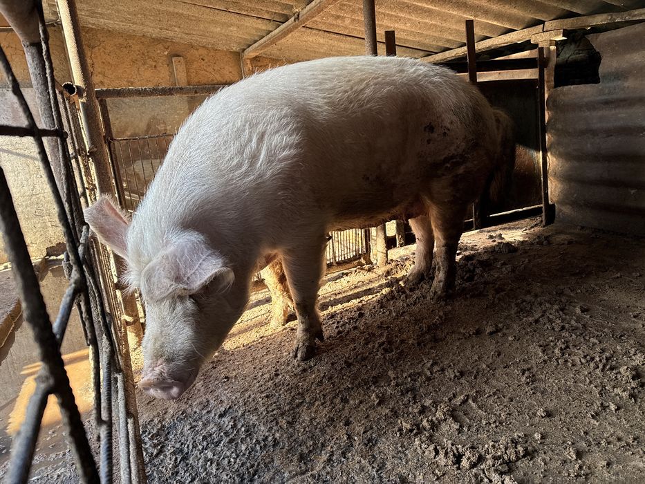 Свине 4 лева за килограм