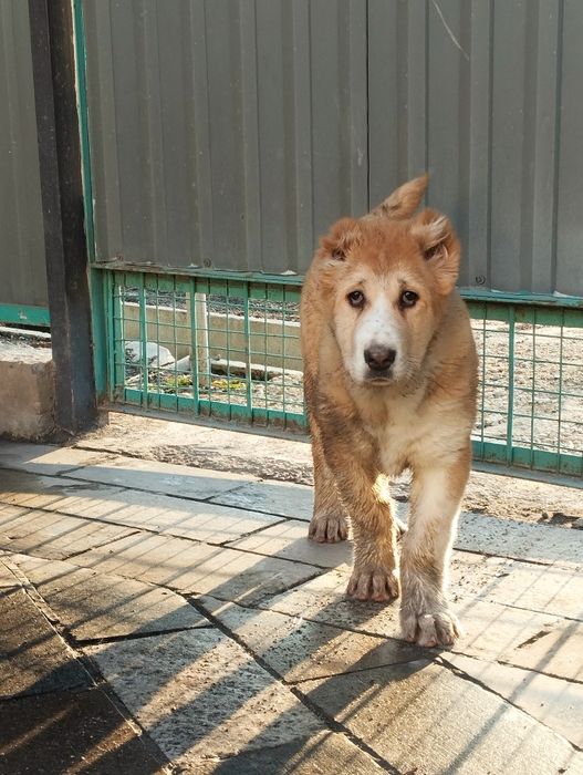 Щенки алабая сао