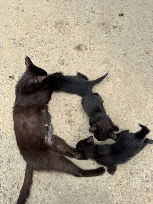 Dau spre adoptie 3 pisoiasi