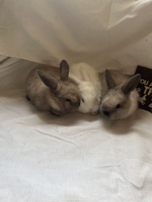 Iepurași Holland Lop  și Rex pitic ! Citiți descrierea anunțului