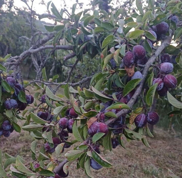 Prune negre pentru tuica