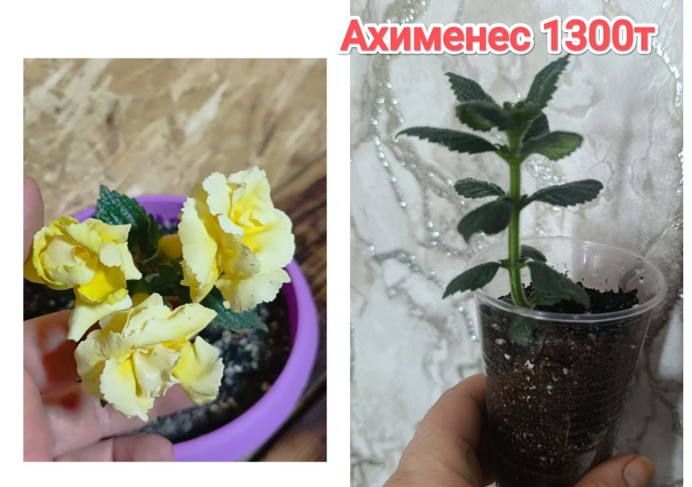 Ахименес     кжби