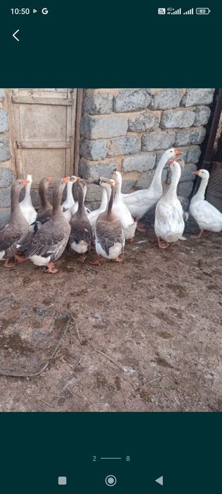 Продам гусей и кури