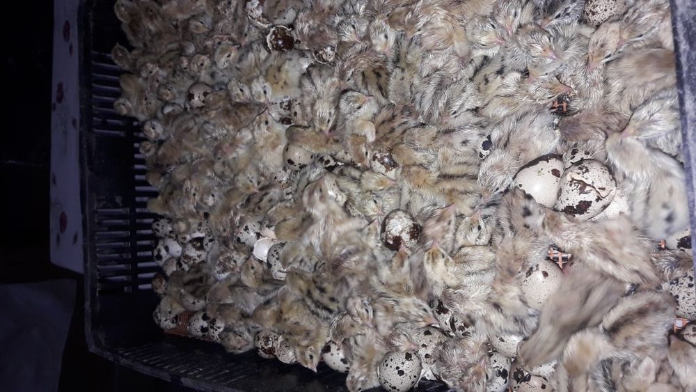 Vand pui de prepelita