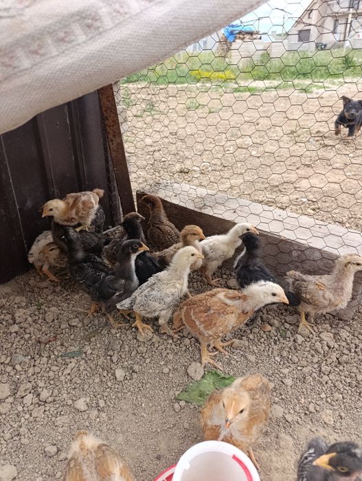 Pui de casa de 3 săptămâni