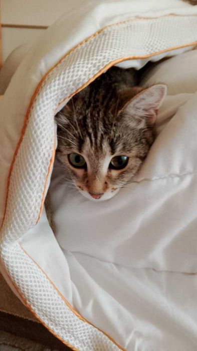 Кошечка 9 месяцев в добрые руки