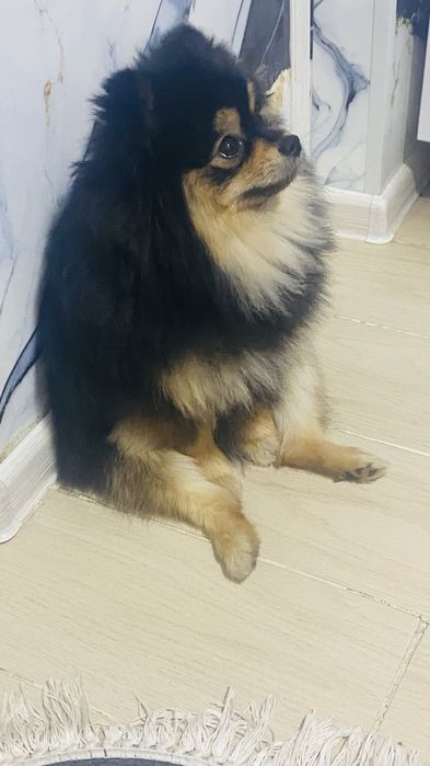 Продам Щенка мальчика шпица