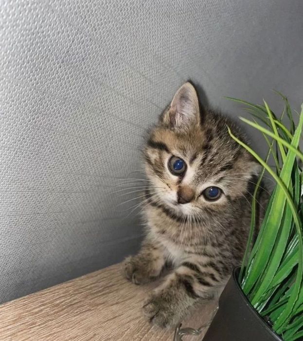 Мвльчики 1.5 мес