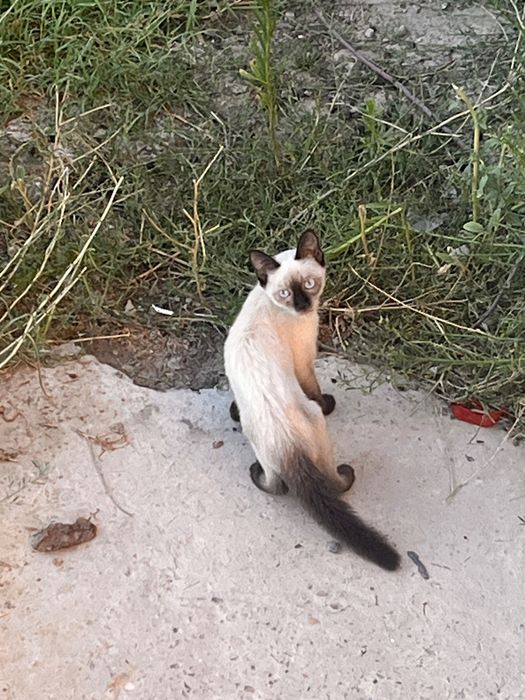 Котенок породистый
