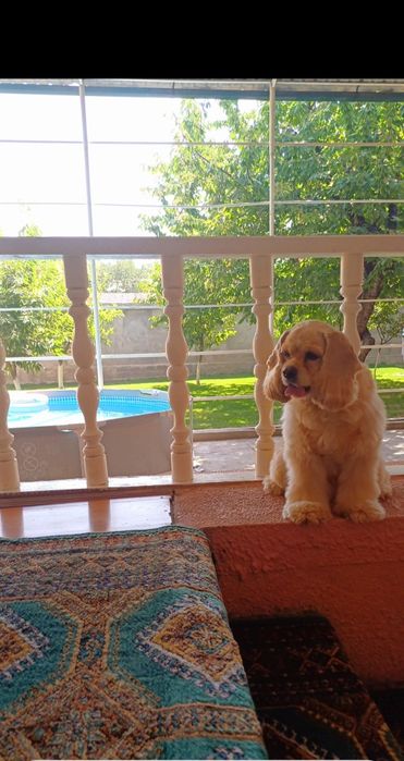 Американский кокер спаниель