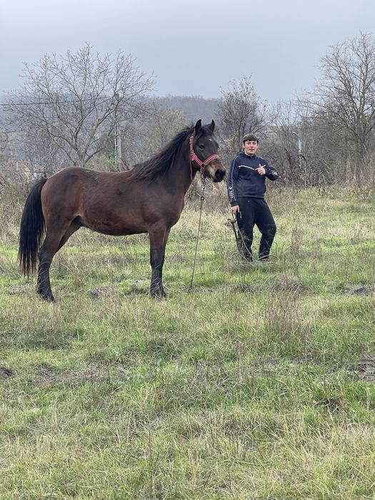 Vând sau schimb cal