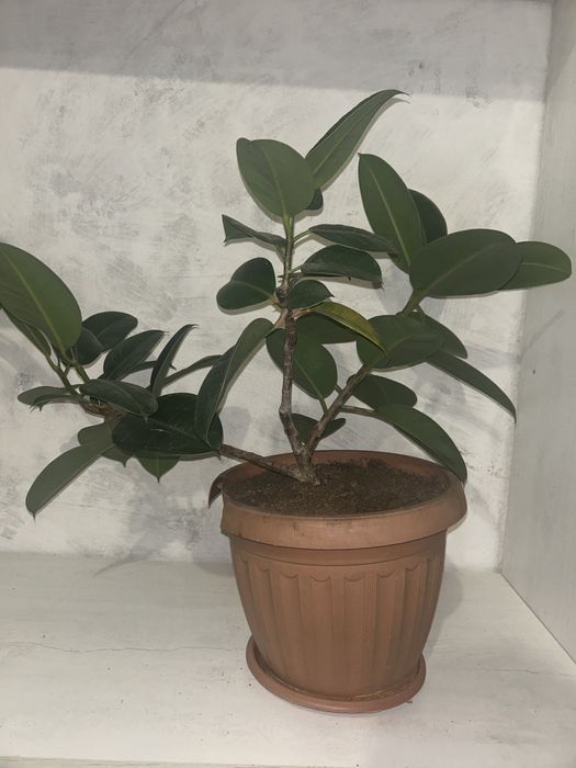 Продам большой фикус