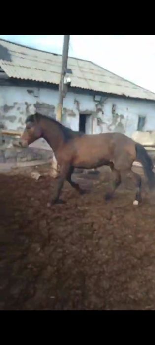 Дөнен, тай сатылады