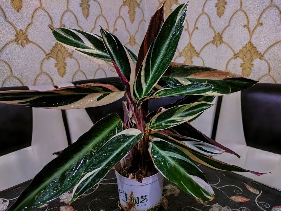 Комнатные растения. Доставка