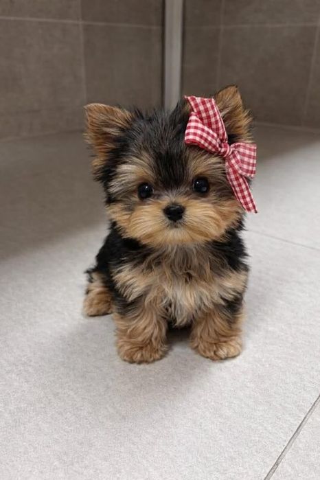Yorkshire terrier mini toy