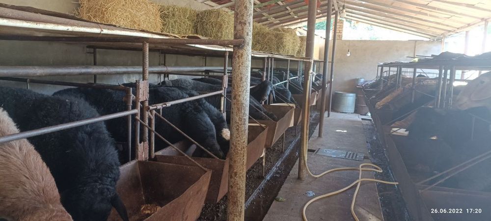 Кучкорлар сотилади