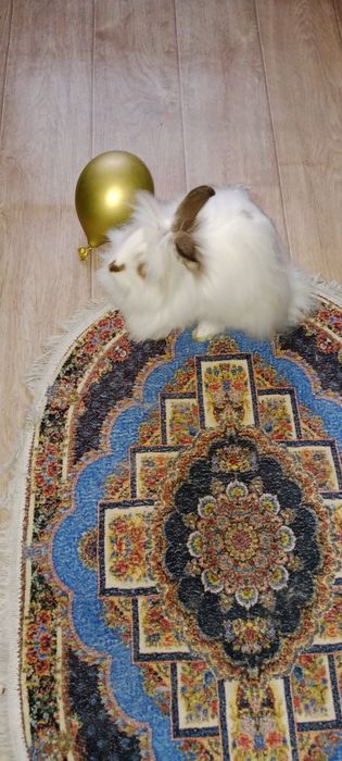 Продам кролика домашни