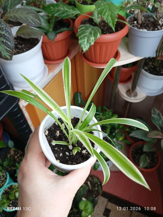 Продам отростки комнатных растений