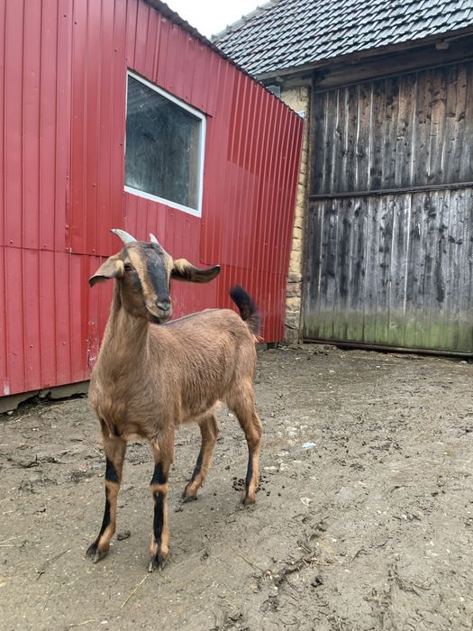 Vând doua capre gestante