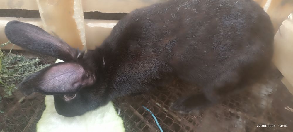 Куйонлар сотилади