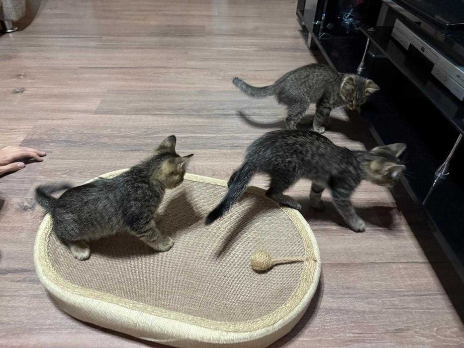 Отдам котят в добрые руки.