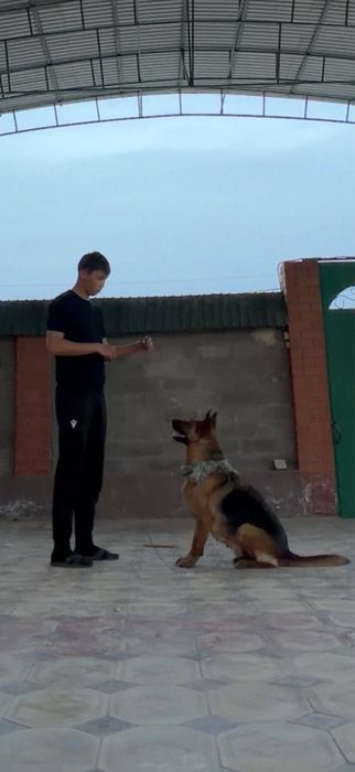 Күшік немецки овчарка