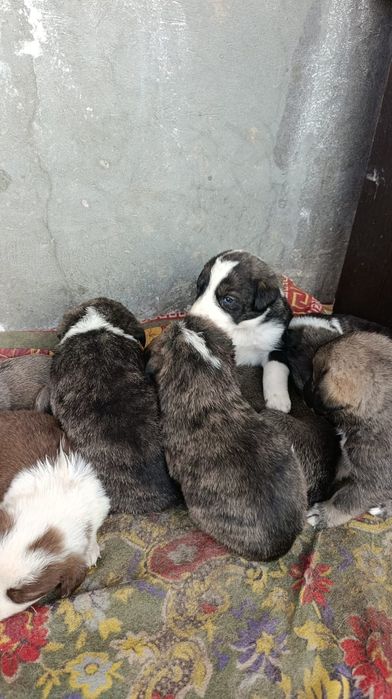 Щенки алабая 1 месяц