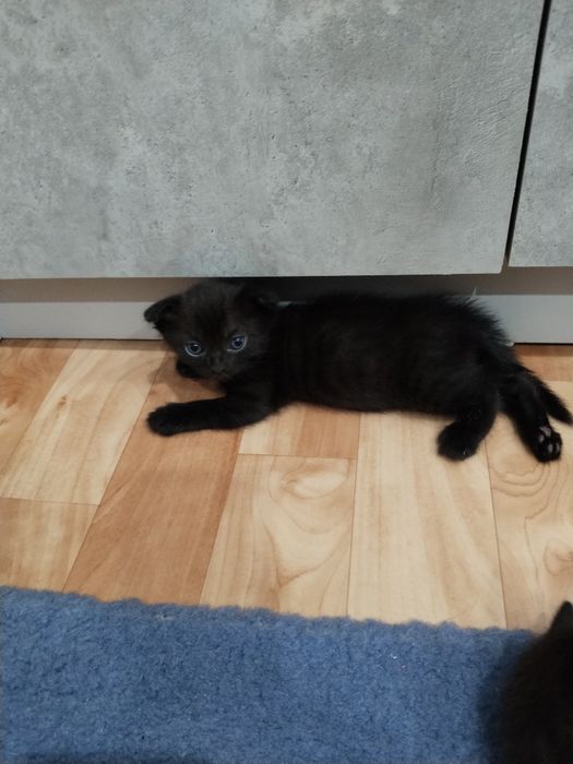Продам котят скотишфолд
