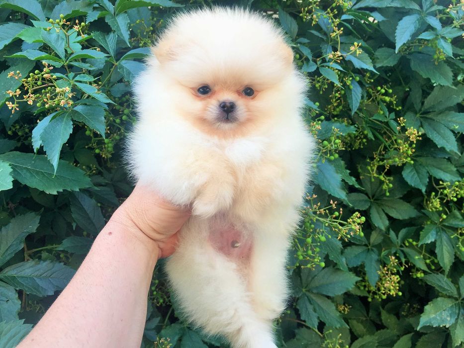 Померан мини Померанчета