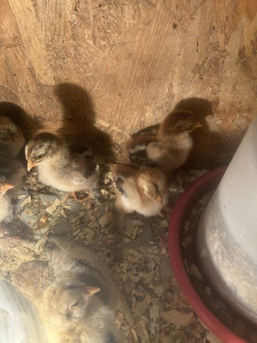 Vand pui brahma potarnichiu