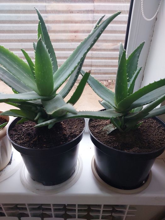 Цветы алоэ- вера