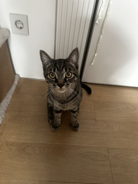 Отдам котенка 9 месяцев