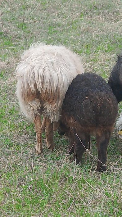 Семіз жас марқалар Сатылады