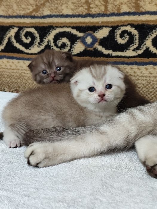 Подарок для любимых! Шикарные котята!
