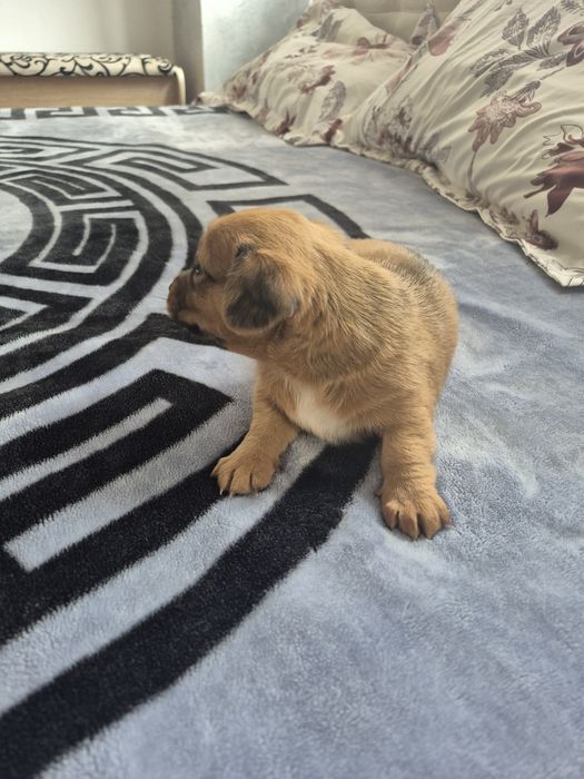 Donez căței de talie mica.