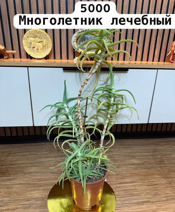 Продам разные комнатные цветы от 2000