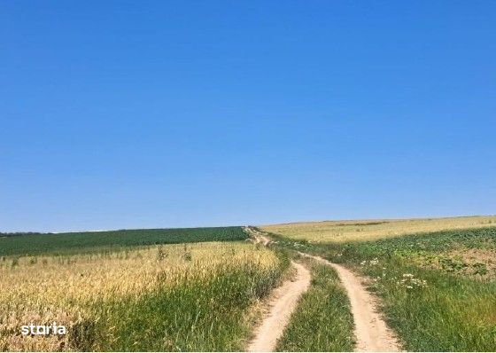Teren extravilan Ciohorani, ID: R3226817