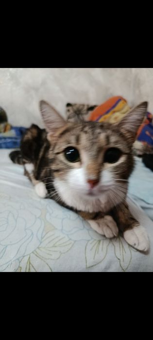 Срочно. Стерилизованные кошечки