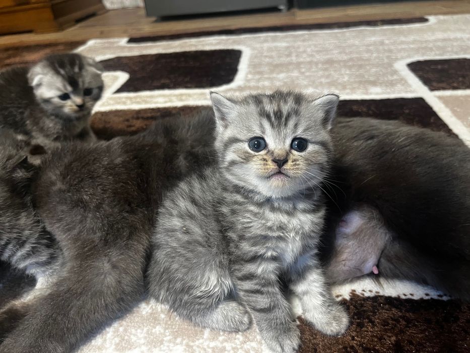 Продам котят скоттиш фолд