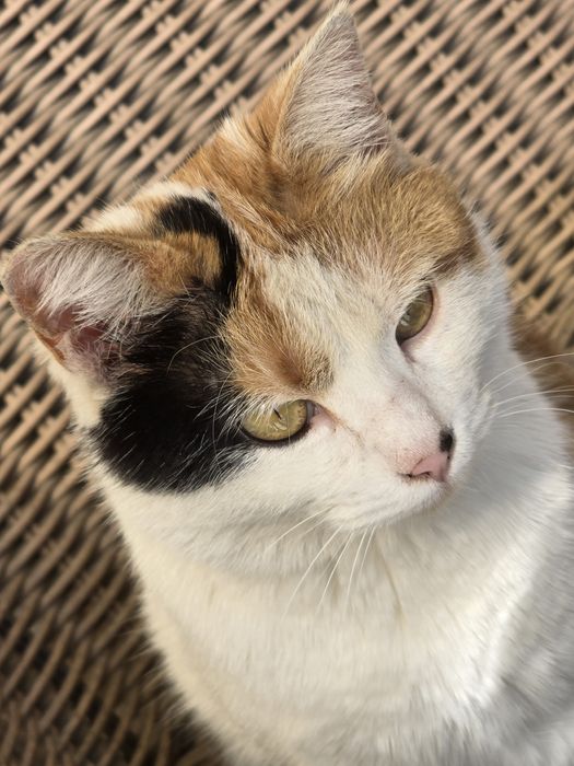 Домашняя кошка. Отдам даром.