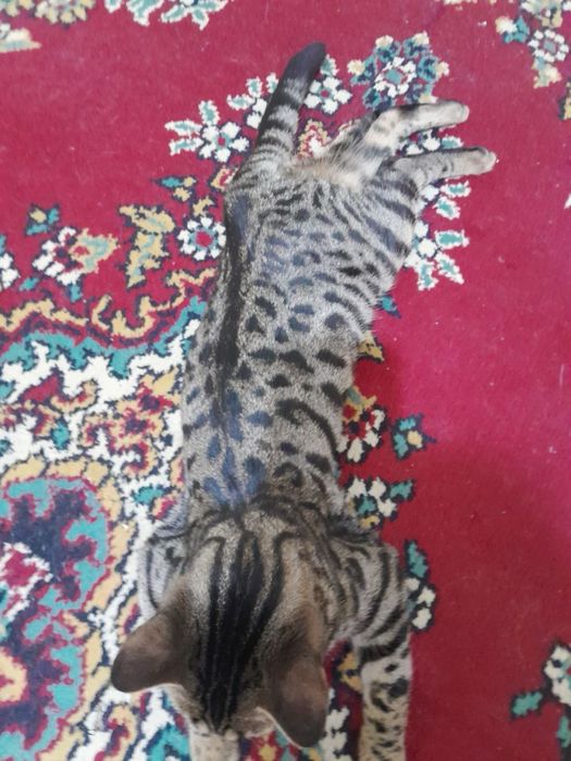 Бенгаль мушукча сотилади