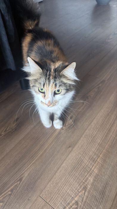 Подарявам котка женска