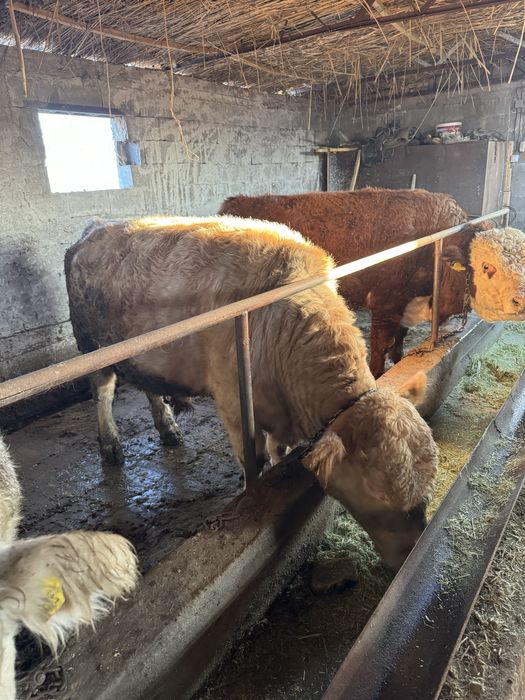 Аулиеколь тұқымдыққа арналған бұқалар