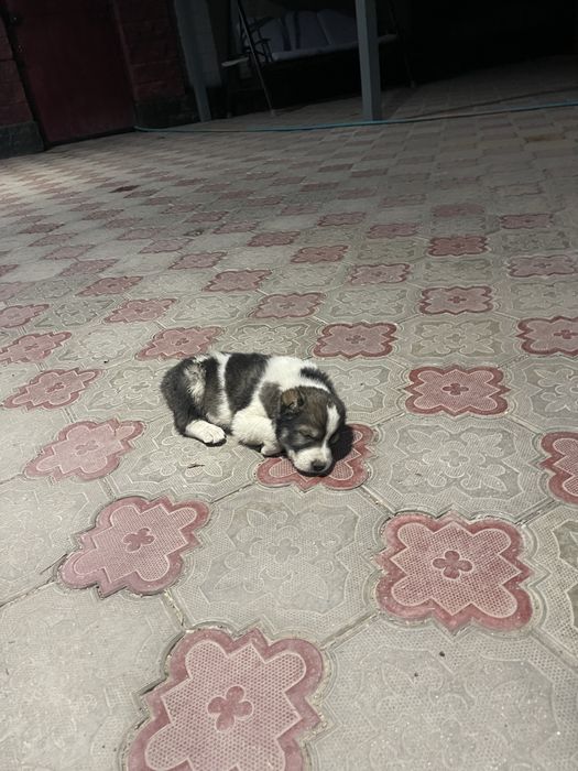Алабай, 2 месяца чистый