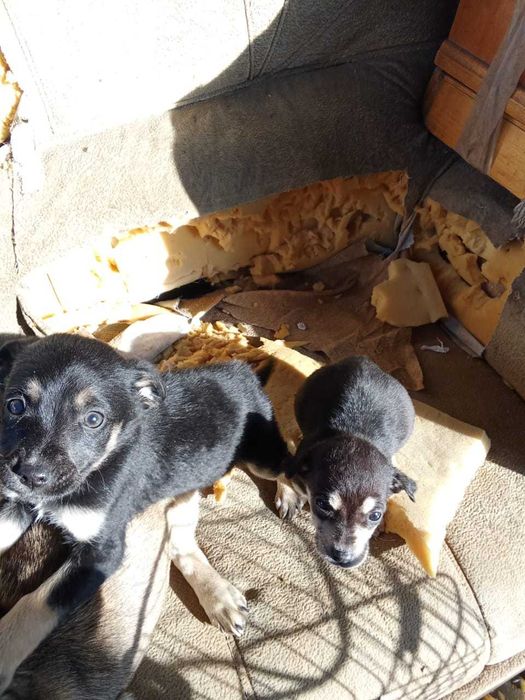 Отдам щенков срочно, девочки